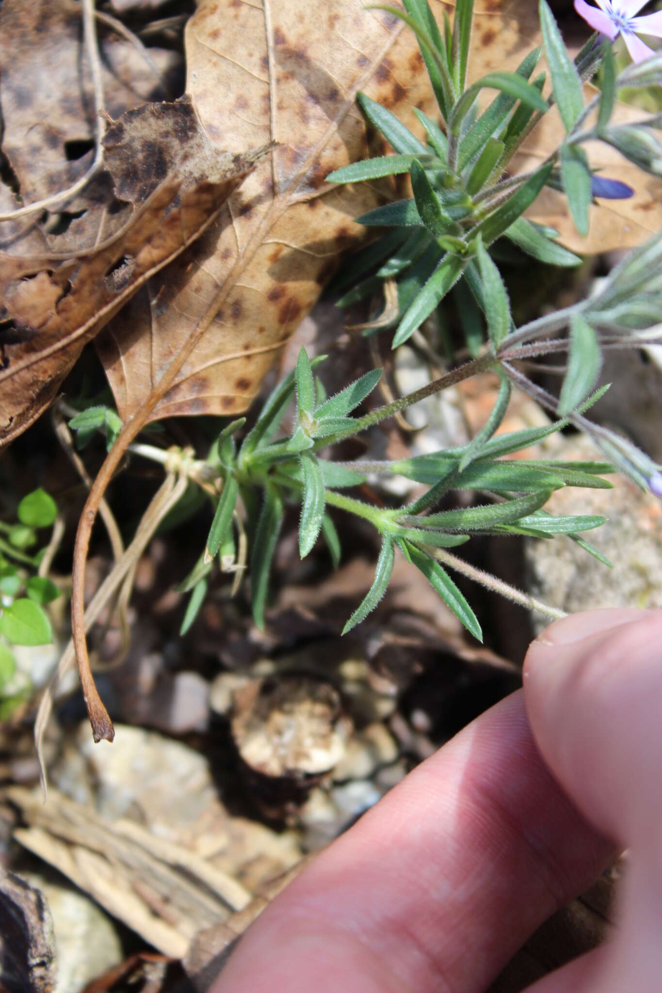 Imagem de Phlox bifida Beck