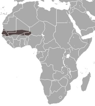 Image of Cinderella Shrew