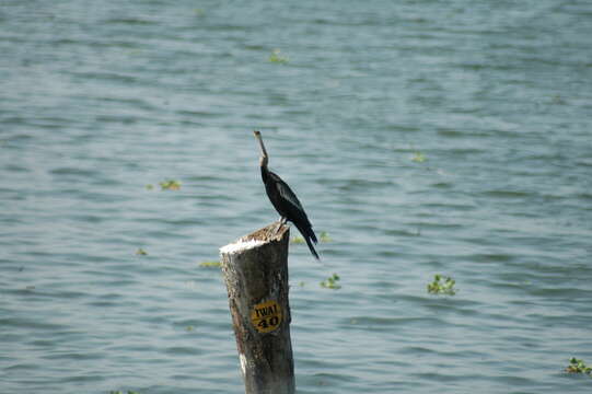 Image of Oriental Darter