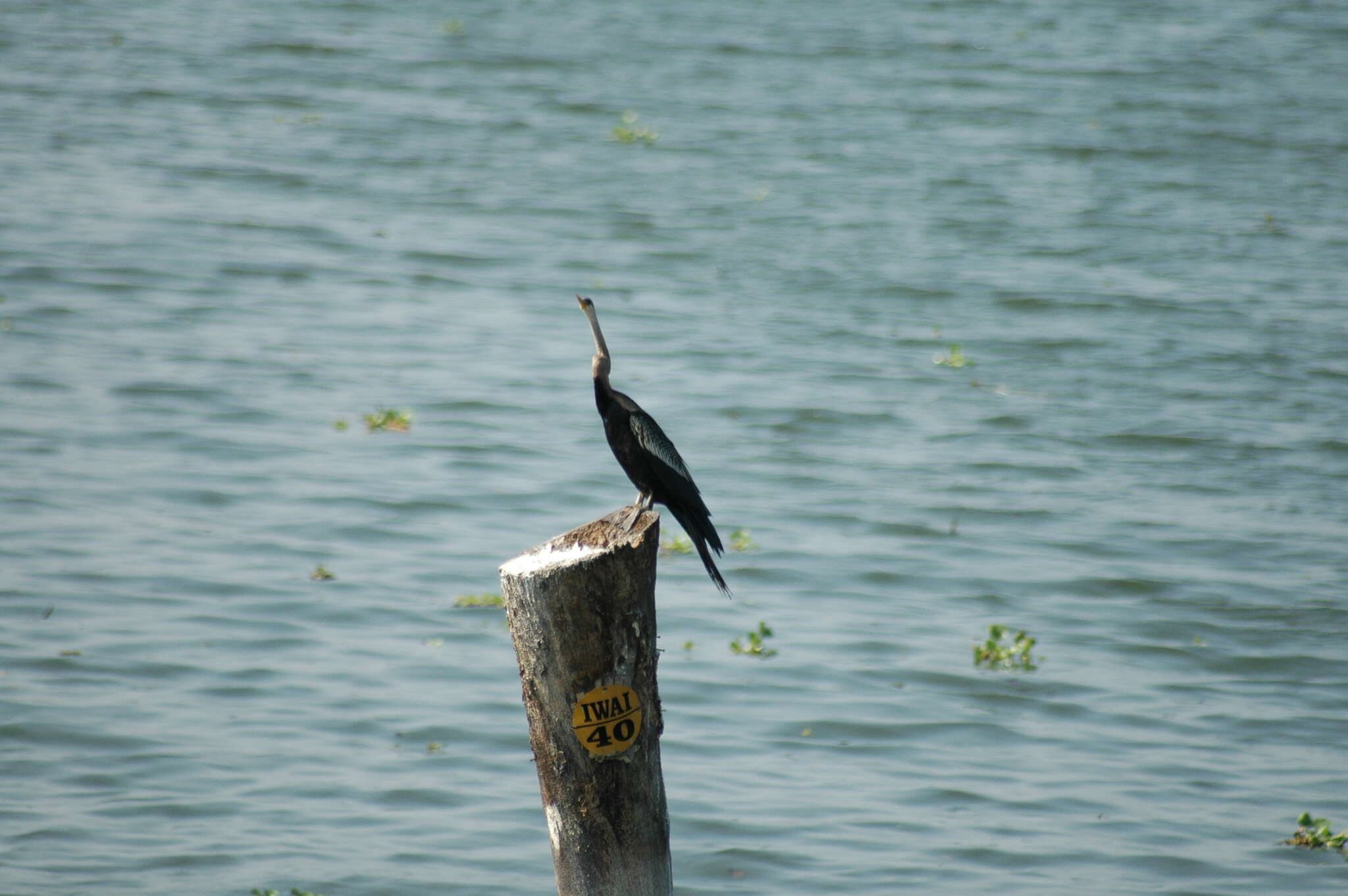 Plancia ëd Anhinga melanogaster Pennant 1769