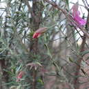 Image of Eremophila latrobei subsp. latrobei