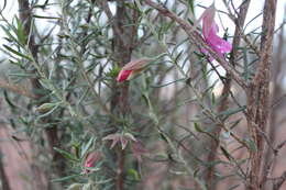 Eremophila latrobei subsp. latrobei的圖片