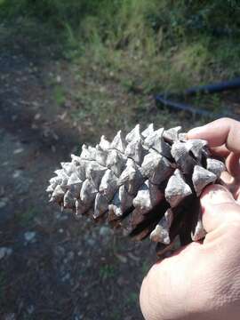 Image of Pinus pseudostrobus var. apulcensis (Lindl.) Shaw