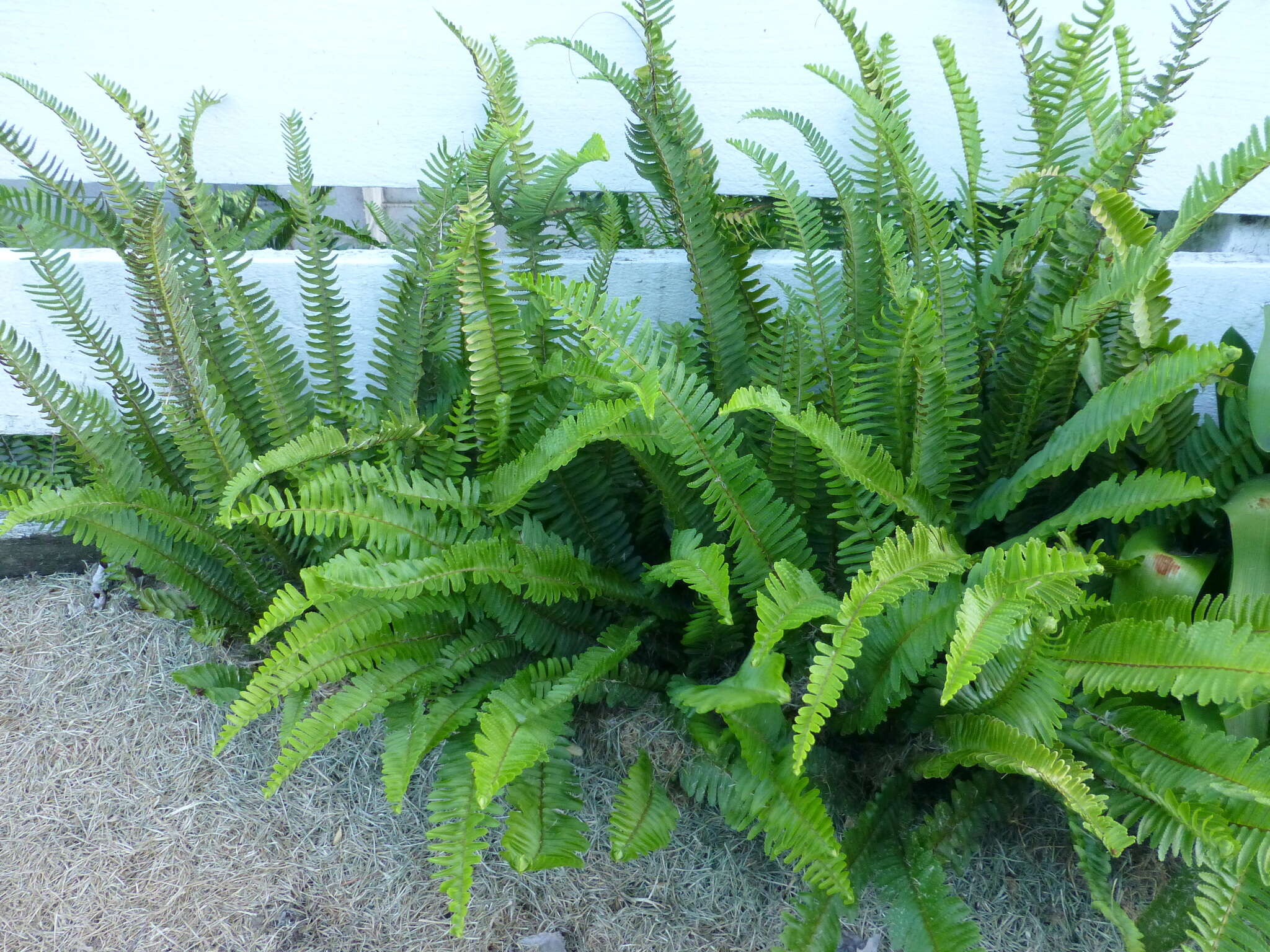 Слика од Nephrolepis cordifolia (L.) C. Presl