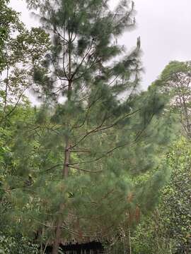 Image of Thin-leaf Pine