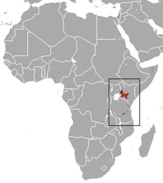 Image of Elgon Shrew