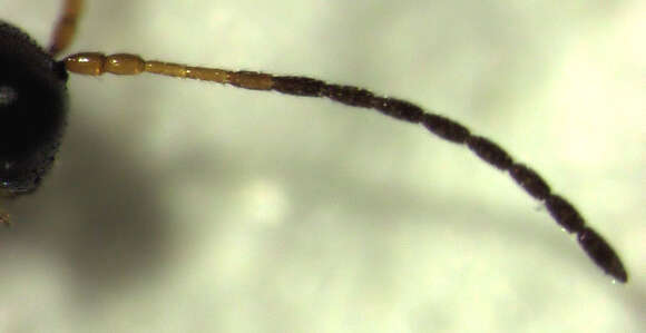 Image of Parasitoid wasp