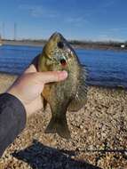 Image of Redear Sunfish