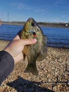 Image of Redear Sunfish