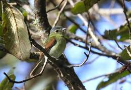 Plancia ëd Pachyramphus versicolor (Hartlaub 1843)