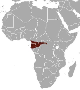 Image of Goliath Shrew