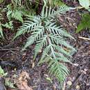 Imagem de Pteris irregularis Kaulf.