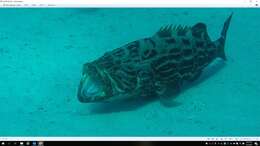 Image of Black Grouper