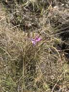 Calopogon pallidus Chapm.的圖片