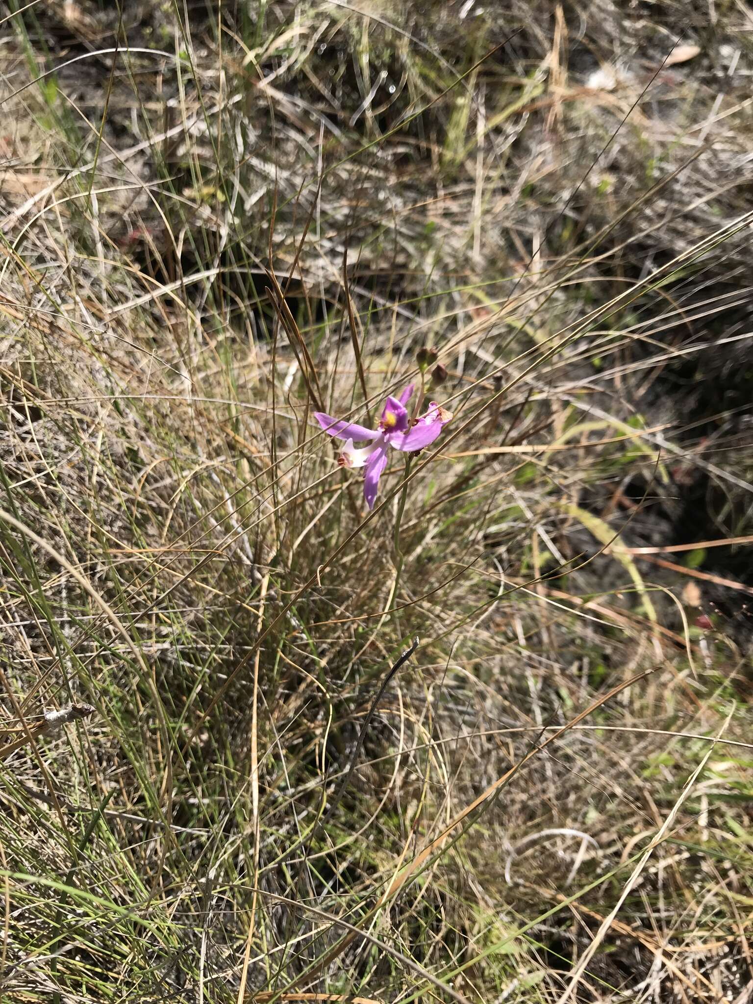 Image de Calopogon pallidus Chapm.