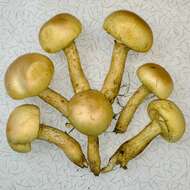 Image de Gymnopilus subspectabilis Hesler 1969