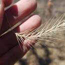 Elymus villosus Muhl. ex Willd. resmi