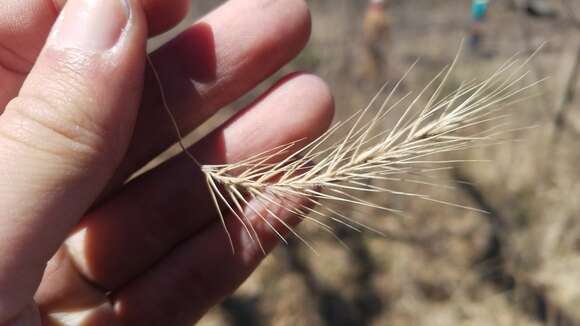 Elymus villosus Muhl. ex Willd. resmi