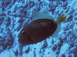 Image of Barred Filefish