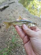 Image of Bluehead Chub