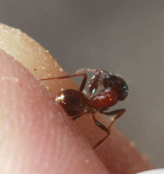 Image of Rough Harvester Ant