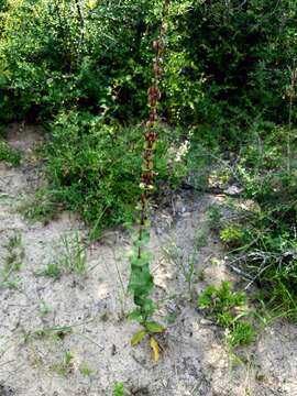 صورة Penstemon murrayanus Hook.