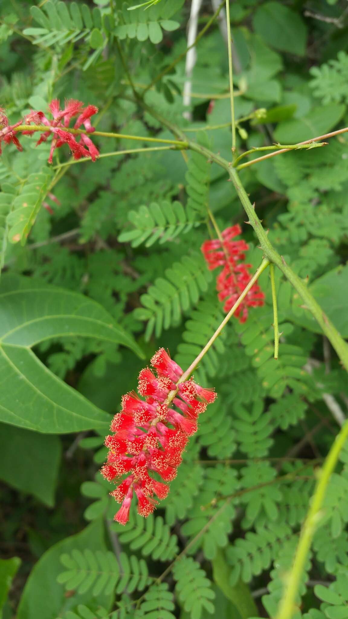 Image of Senegalia pervillei (Benth.) Boatwr.