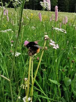 Plancia ëd Bombus wurflenii Radoszkowski 1860