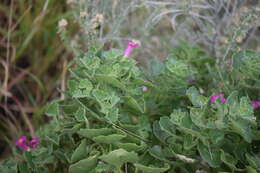 Image of Lophospermum erectum (Hemsl.) Rothm.