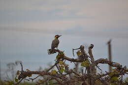 Imagem de Colaptes campestris campestris (Vieillot 1818)