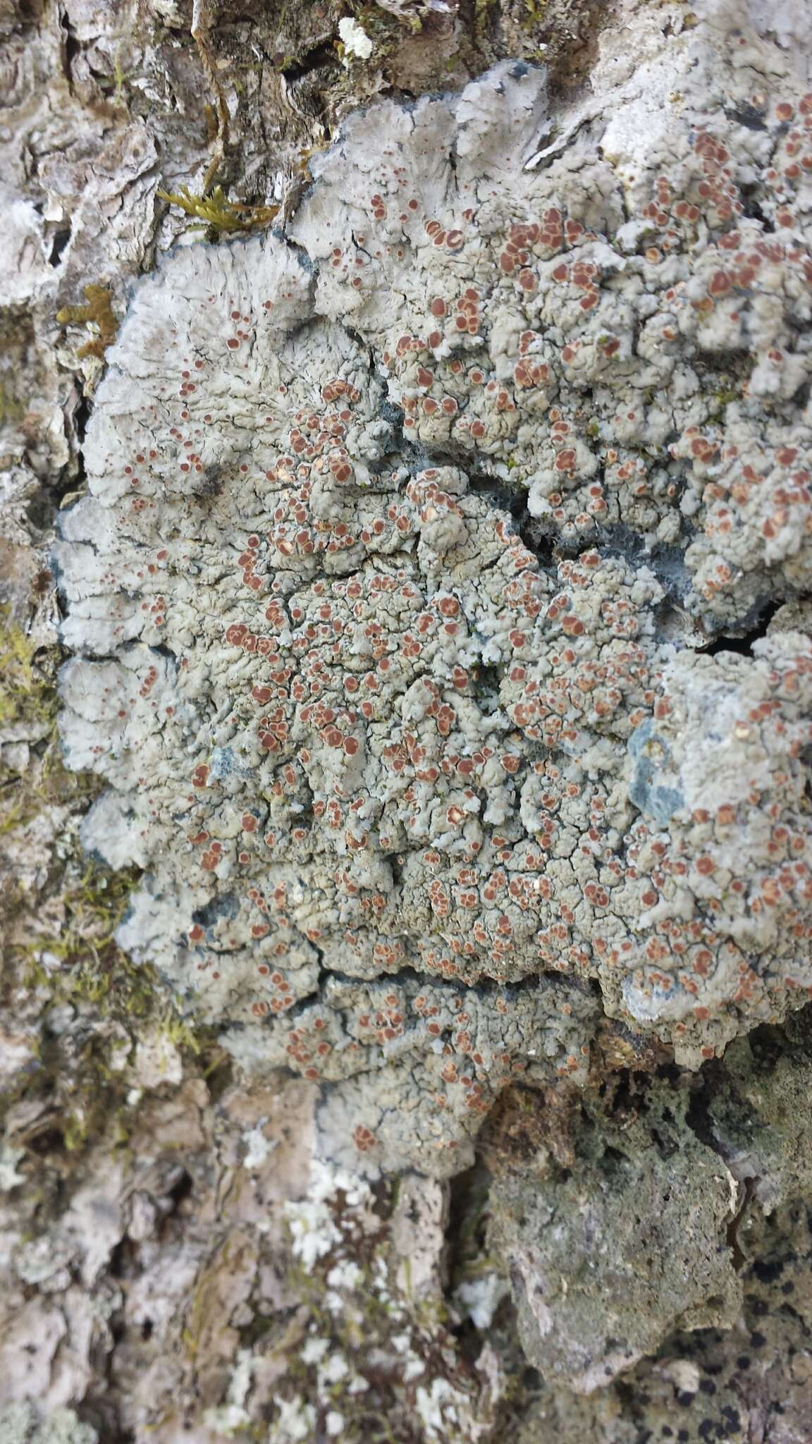Image of degelia lichen