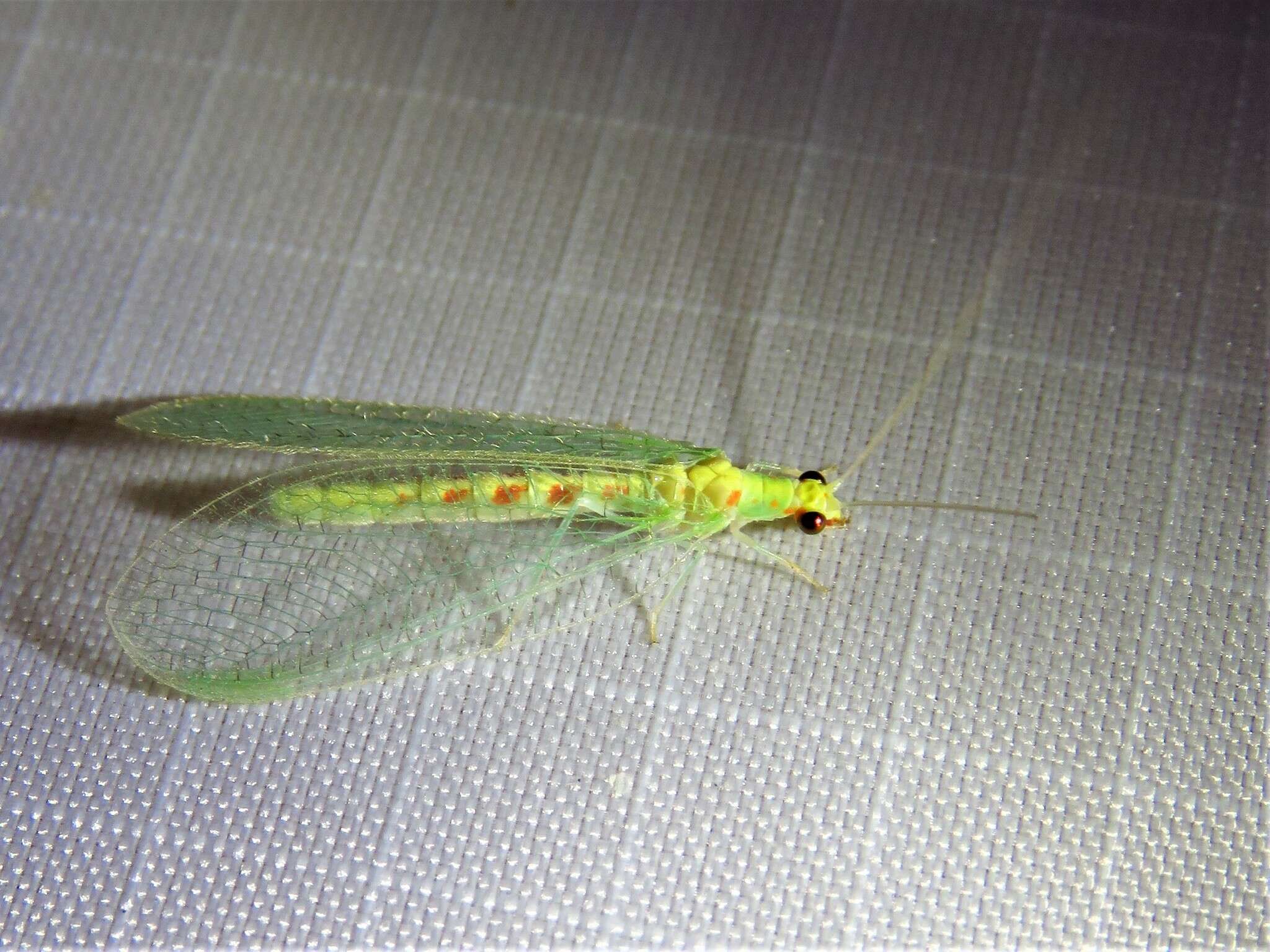 Image of Chrysopa quadripunctata Burmeister 1839