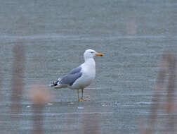 Image of Caspian Gull