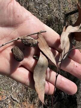 Image of Corymbia clarksoniana (D. J. Carr & S. G. M. Carr) K. D. Hill & L. A. S. Johnson