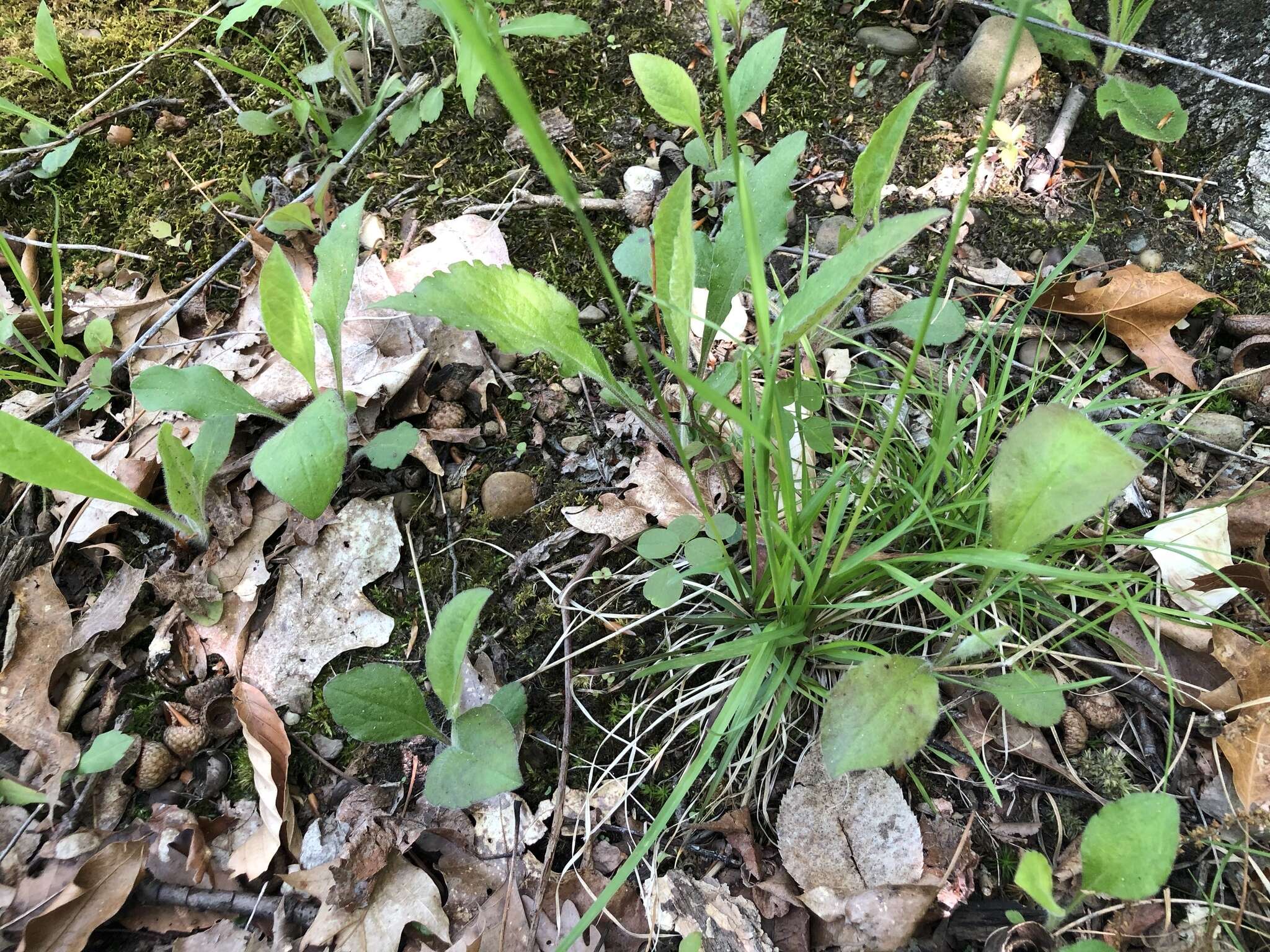 Image of oldpasture bluegrass