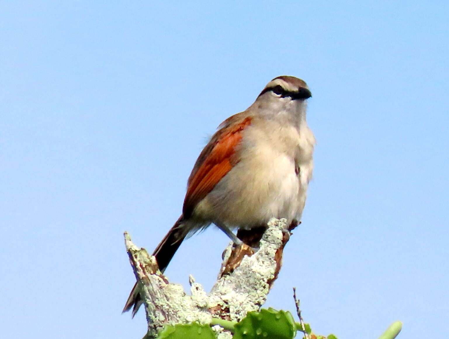 Tchagra australis australis (Smith & A 1836)的圖片