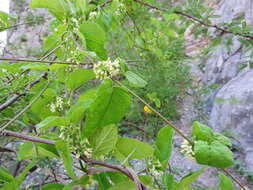 صورة Marsdenia coulteri Hemsl.