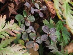 Image of Galium platygalium (Maxim.) Pobed.