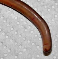 Image of Bibron's Blind Snake