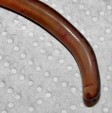 Image of Bibron's Blind Snake