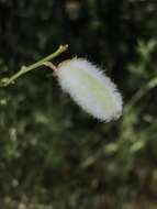 Image of striated broom