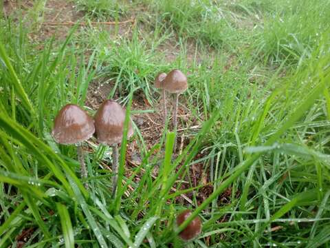 Слика од Panaeolus acuminatus Quél. 1874