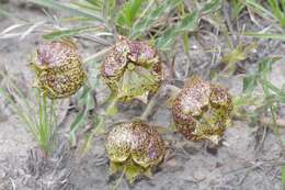 Sivun Pachycarpus grandiflorus (L. fil.) E. Mey. kuva