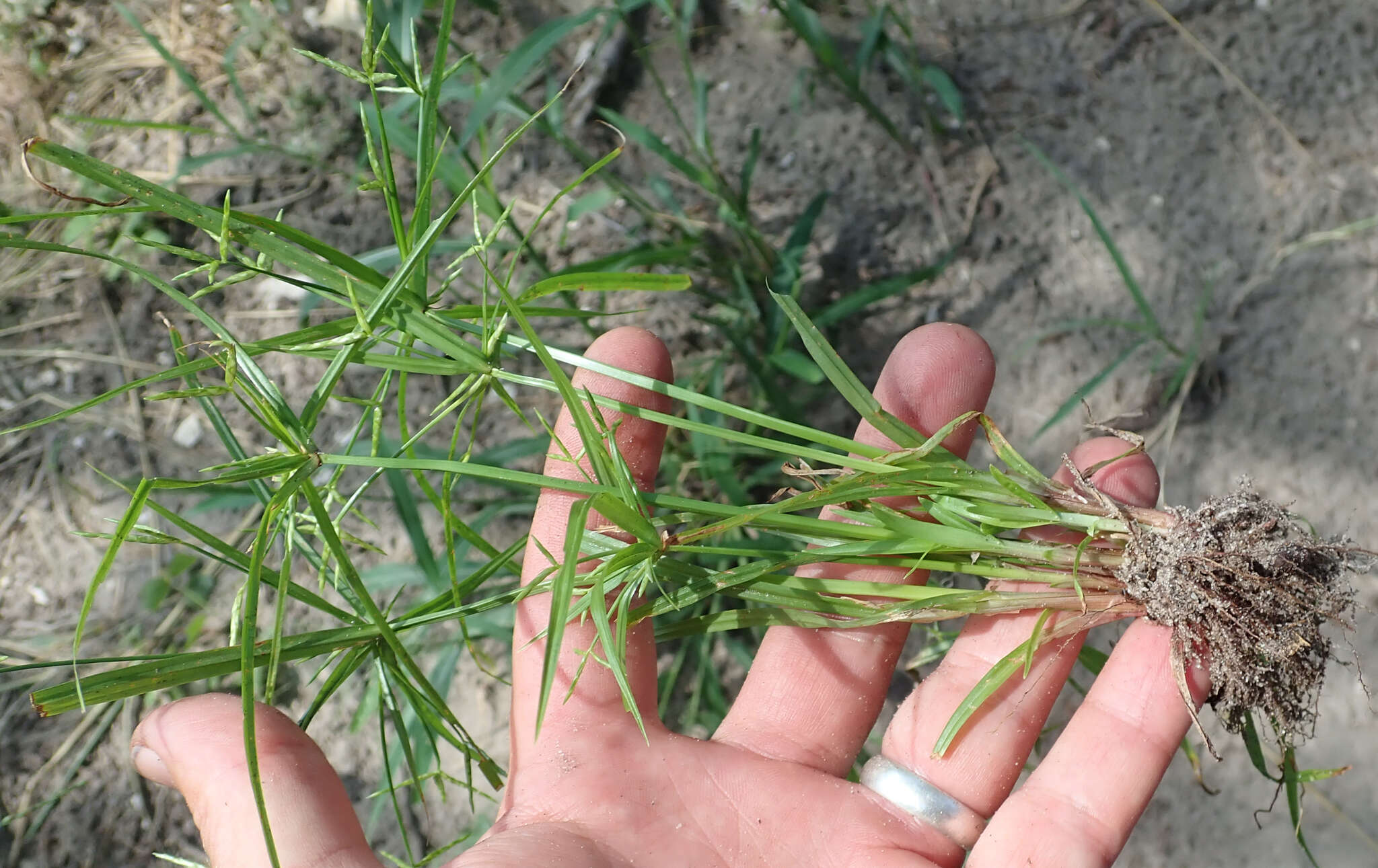 Imagem de Cyperus zollingeri Steud.