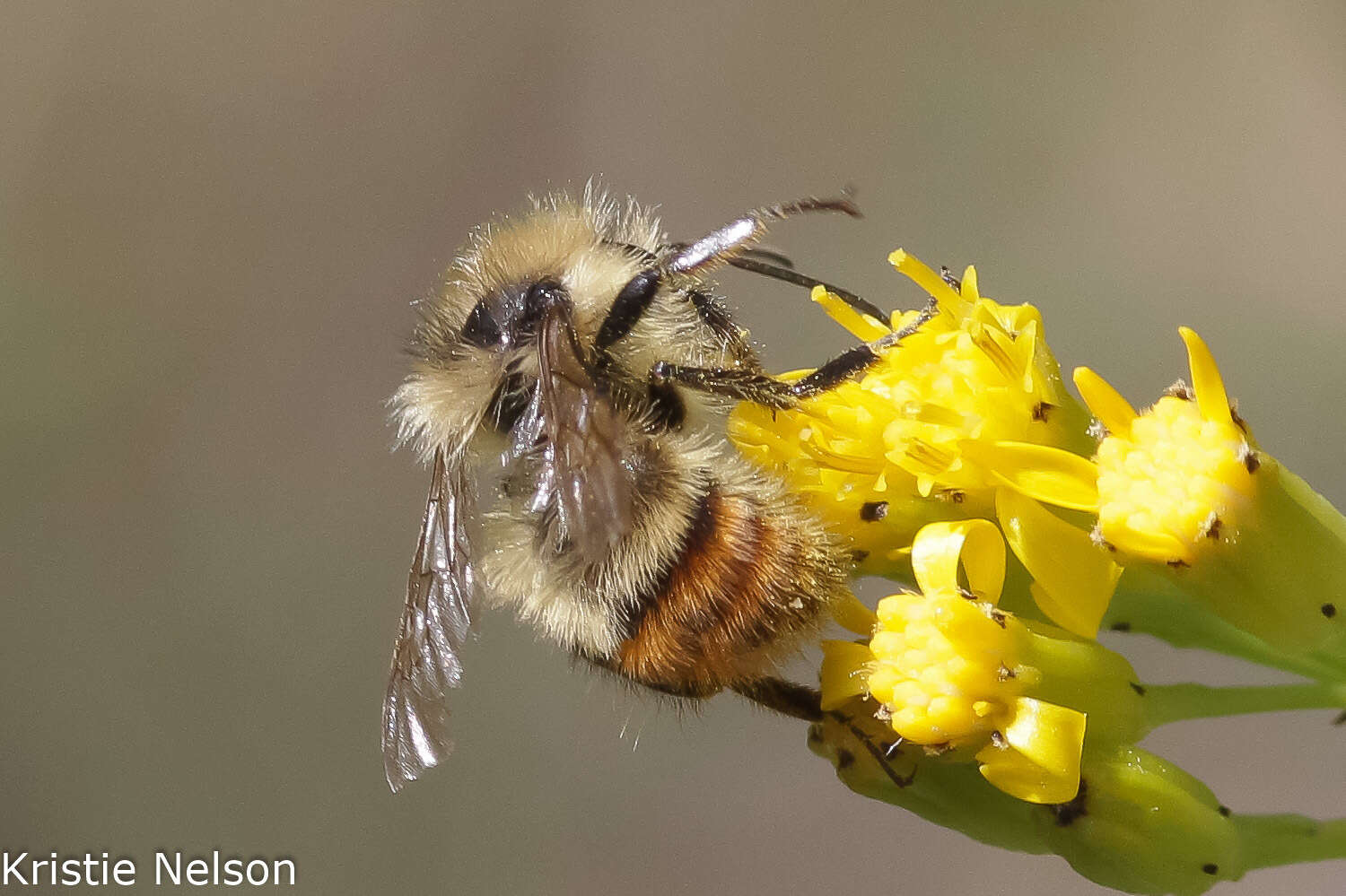 Sivun Bombus centralis Cresson 1864 kuva