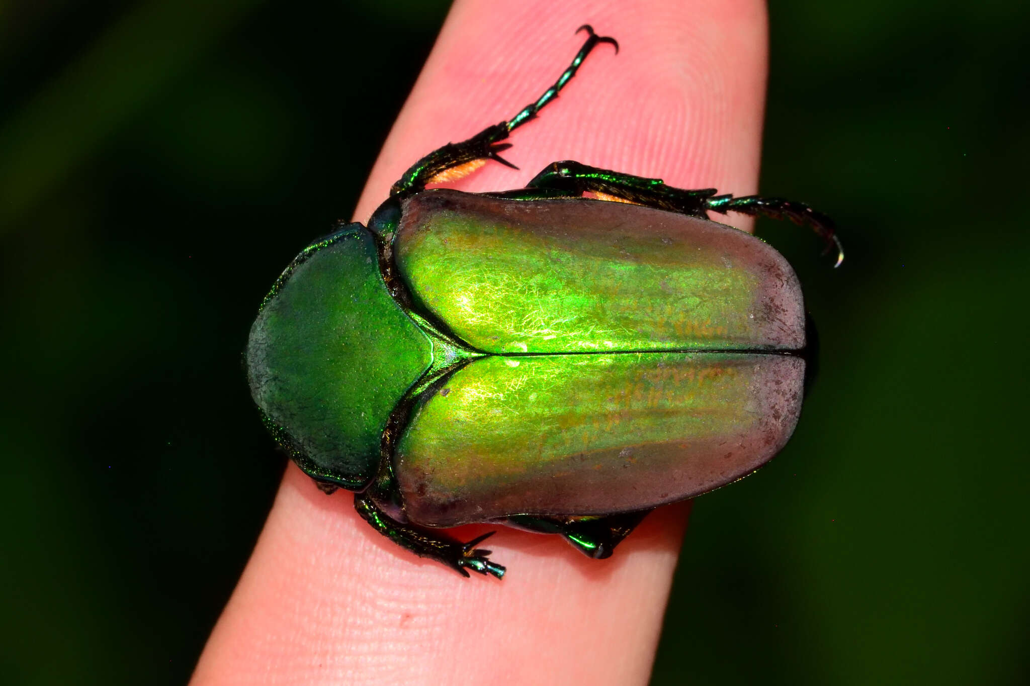 Image of Cotinis laticornis Bates 1889