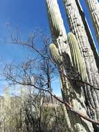 Plancia ëd Bursera morelensis Ramirez