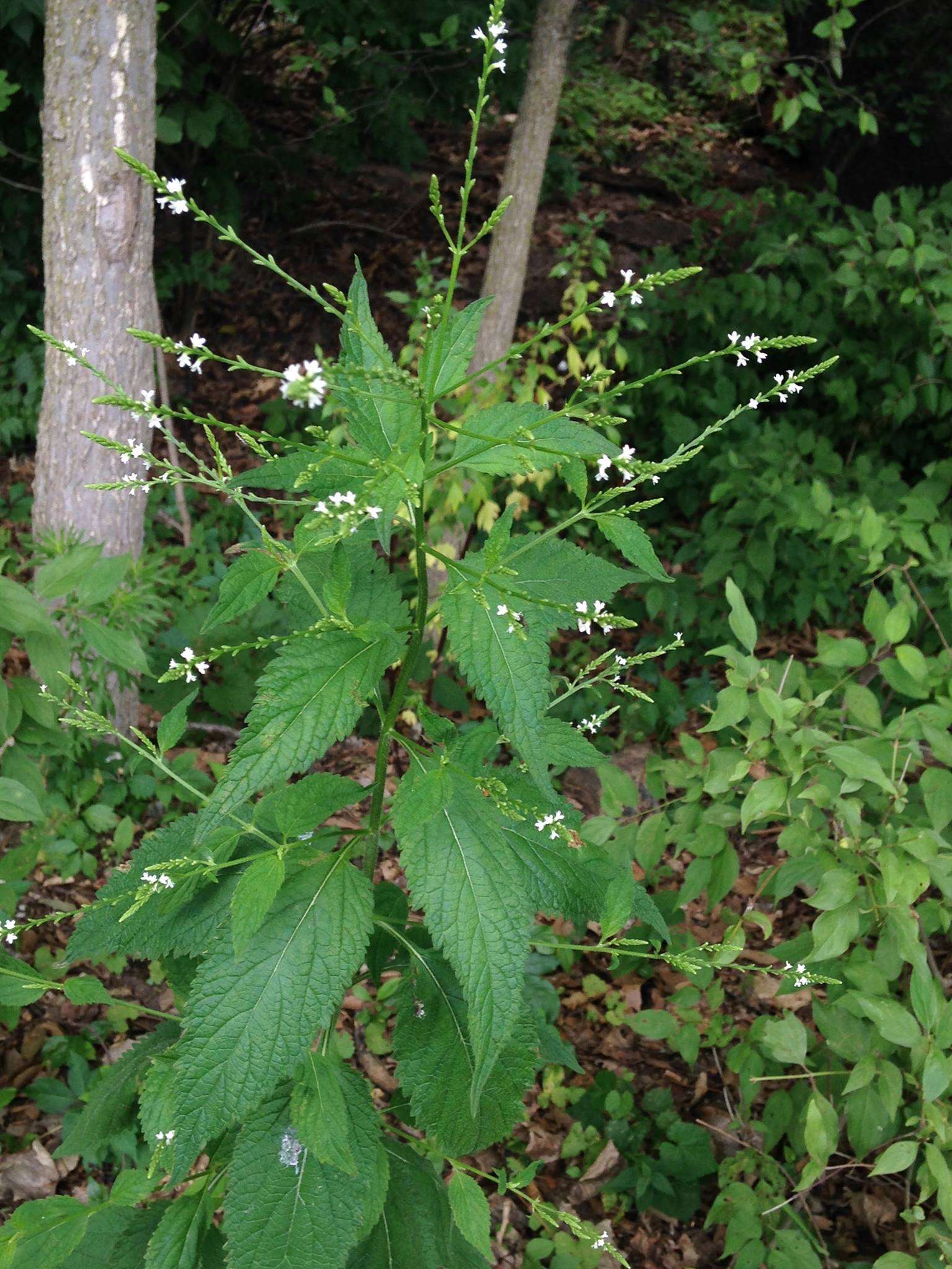 Image of white vervain