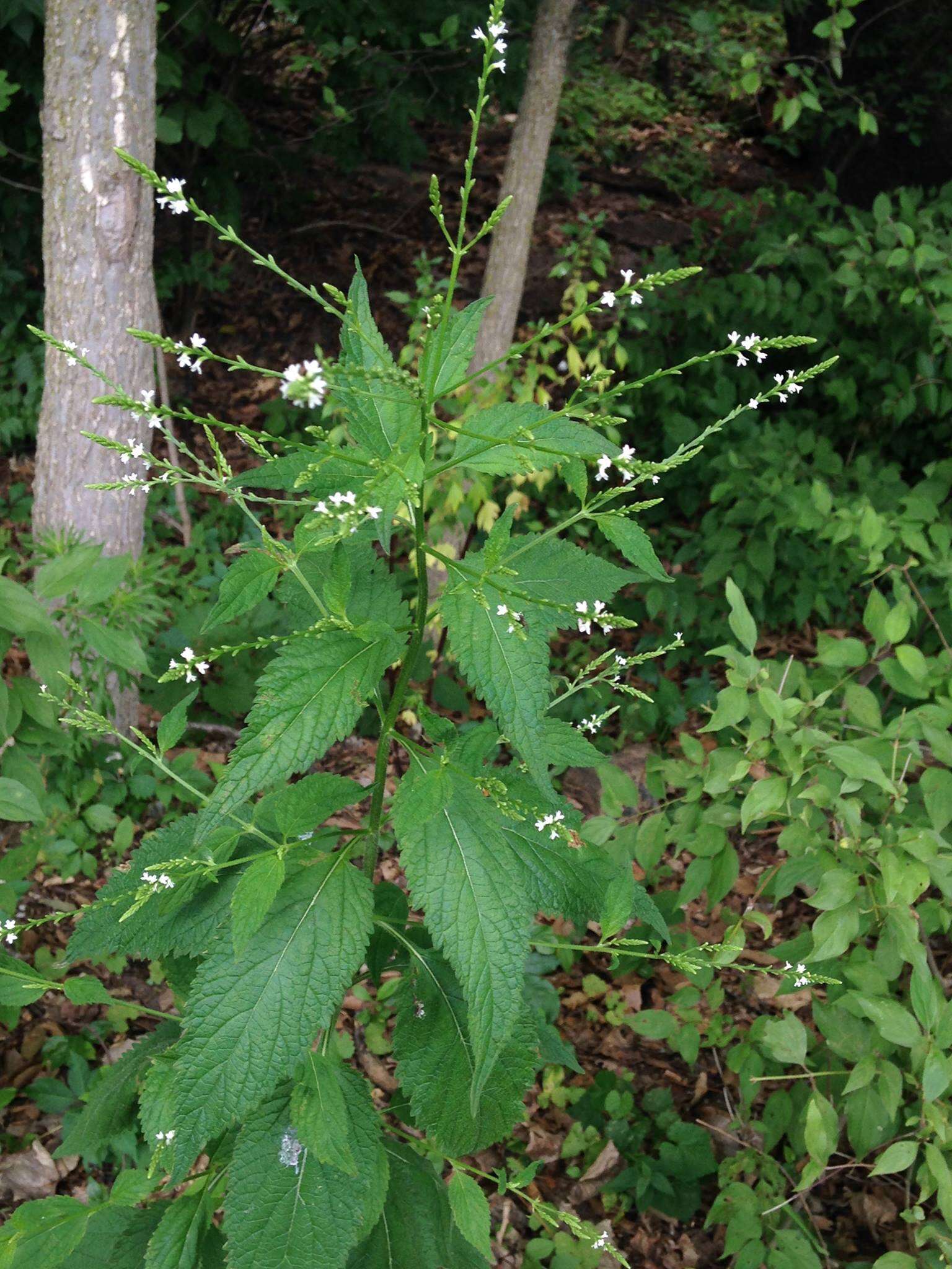 Image de Verbena urticifolia L.