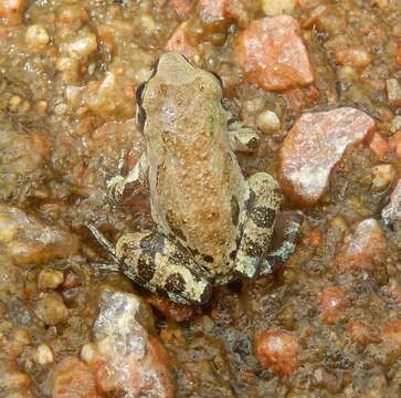 Image of Strecker's Chorus Frog